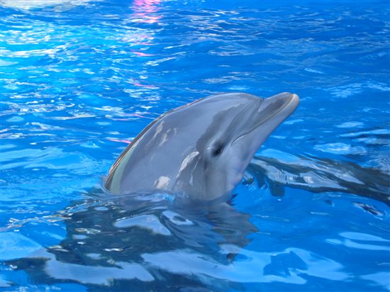 dolphin