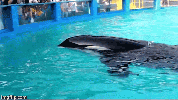 Beluga is sad - Imgflip