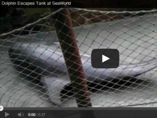 A video screencap a dolphin writhing on a bare concrete floor