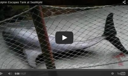 A video showing a shark in a cage.