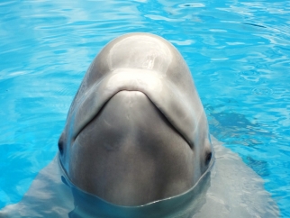 A close up of a beluga whale