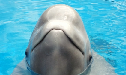 A close up of a dolphin in a blue pool.