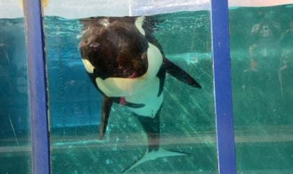 An orca floating in a glass enclosure.