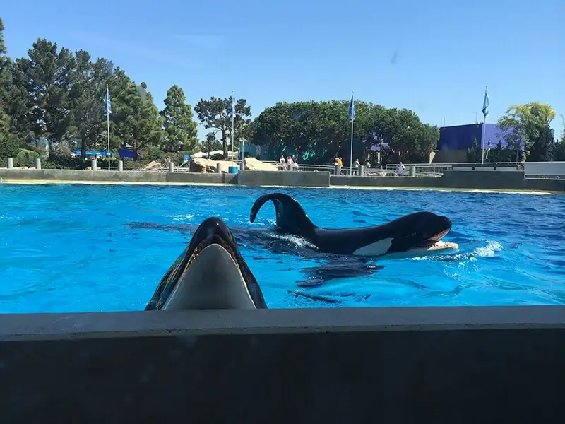 Orcas with collapsed dorsal fins at SeaWorld