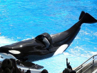 An orca posing on the performance stage of a tank