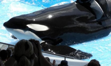 An orca posing on the performance stage of a tank