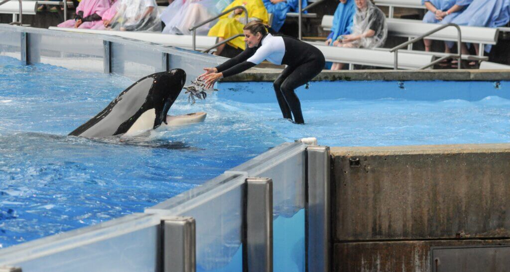 orca being fed at SeaWorld Orlando