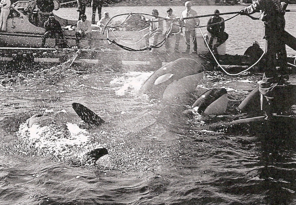 orca-capture