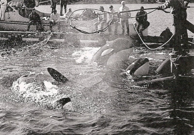 A group of people in a boat with a whale in the water.