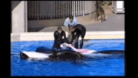 A group of people are in the water with an orca.