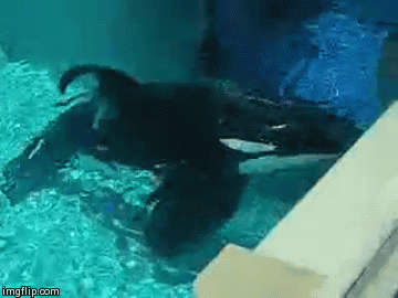 Há como fazer santuários onde orcas e belugas possam se retirar do