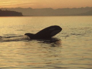 Orca whale in the water at sunset.