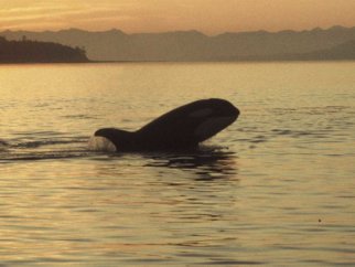 Orca whale in the water at sunset.
