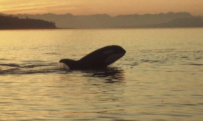 Orca whale in the water at sunset.