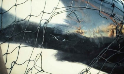 a close up image of an orca