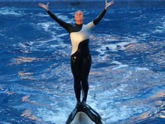 A trainer standing on top of an orca's nose
