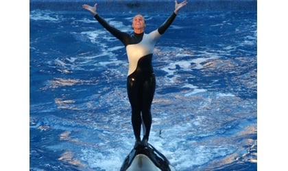 A trainer standing on top of an orca's nose