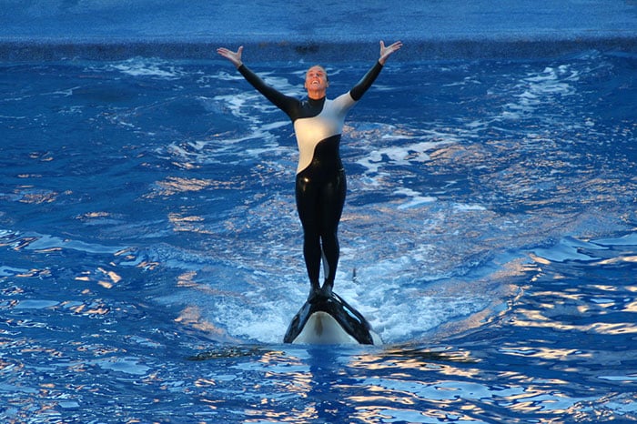 A man in a wetsuit is standing on top of a whale.