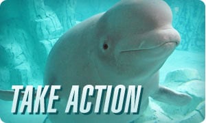 A white whale with the words take action.