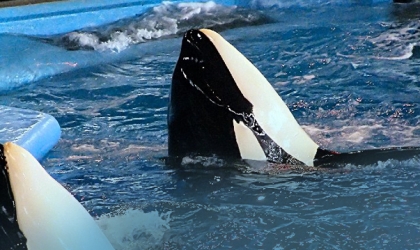 Two orcas swimming bobbing up in a tank