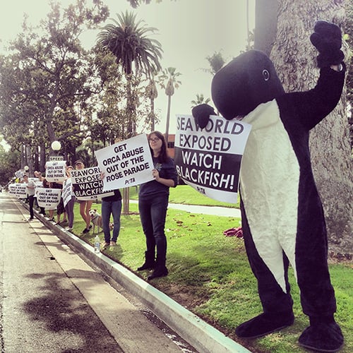 A black and white penguin mascot.