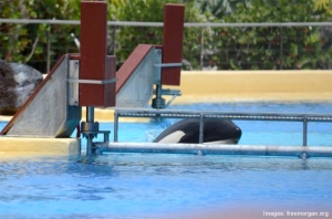 An orca whale is swimming in a pool.