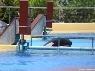 An orca whale is swimming in a tank