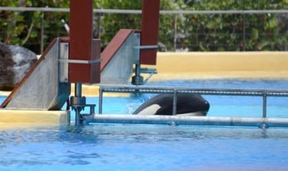 An orca whale is swimming in a tank