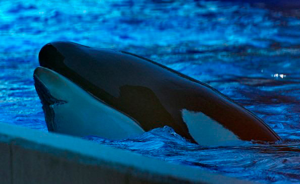 A killer whale in the water at night.