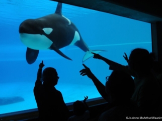 A group of people looking at an orca whale in a tank.