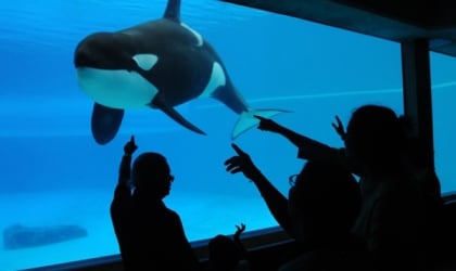 A group of people looking at an orca whale in a tank.