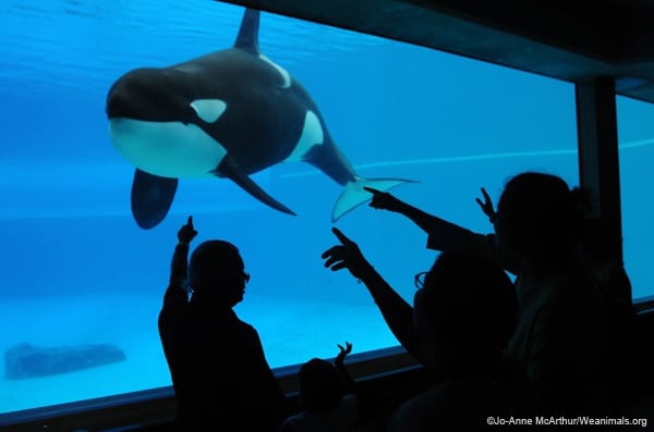 A group of people looking at an orca whale in an aquarium.