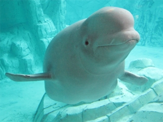A beluga whale swimming in a SeaWorld tank