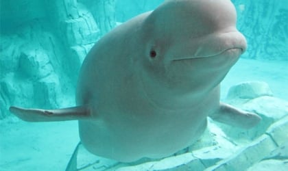 A beluga whale swimming in a SeaWorld tank