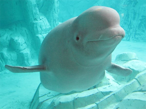 Baby Beluga Dies At SeaWorld After 3 Weeks In A Tank - The Dodo