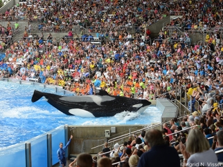 A crowd of people watching Tilikum at a SeaWorld show