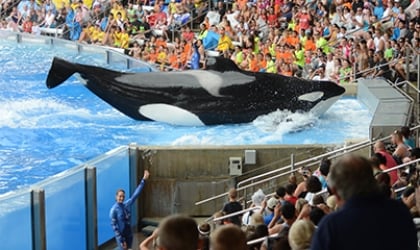 A crowd of people watching Tilikum at a SeaWorld show
