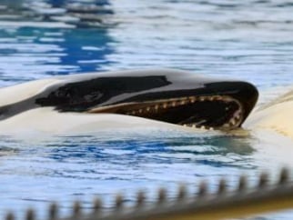 An orca with their mouth open at SeaWorld.