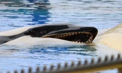 An orca whale with its mouth open performing at SeaWorld.