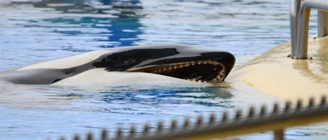 An orca whale with its mouth open performing at SeaWorld.