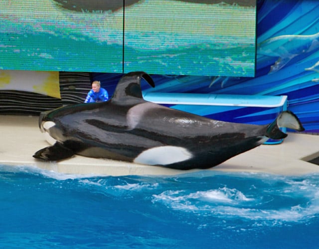 Seaworld Orca Dorsal Fin