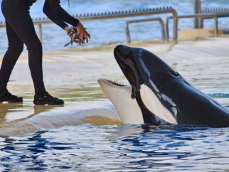 A trainer feeding an orca at SeaWorld.