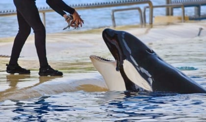 A trainer feeding an orca at SeaWorld.