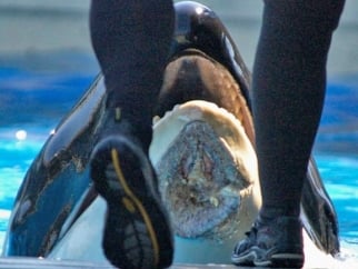 A person is standing next to an orca at SeaWorld.