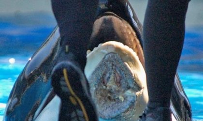 A person is standing next to an orca at SeaWorld.