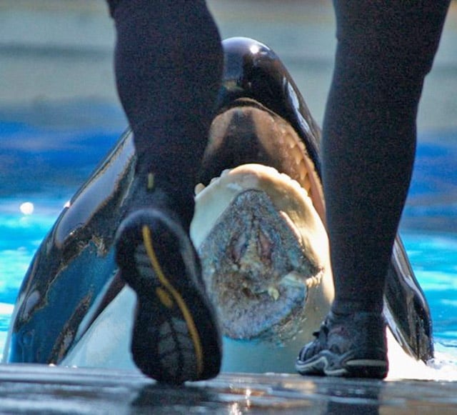 A person is standing next to an orca at SeaWorld.