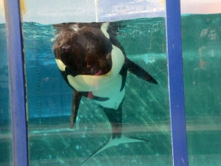An orca is floating in a glass tank at SeaWorld.