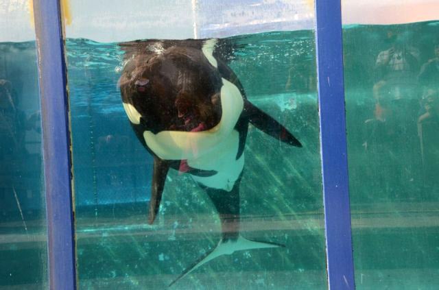 An orca is swimming in a glass enclosure at SeaWorld.
