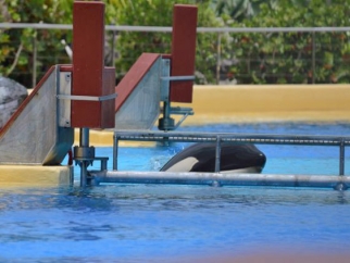 An orca looking above the tank rim at SeaWorld