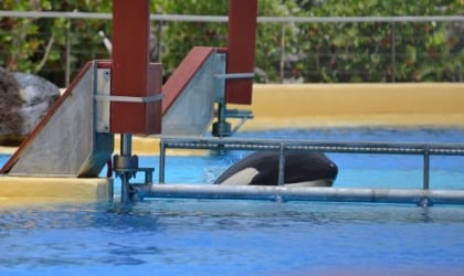 An orca looking above the tank rim at SeaWorld